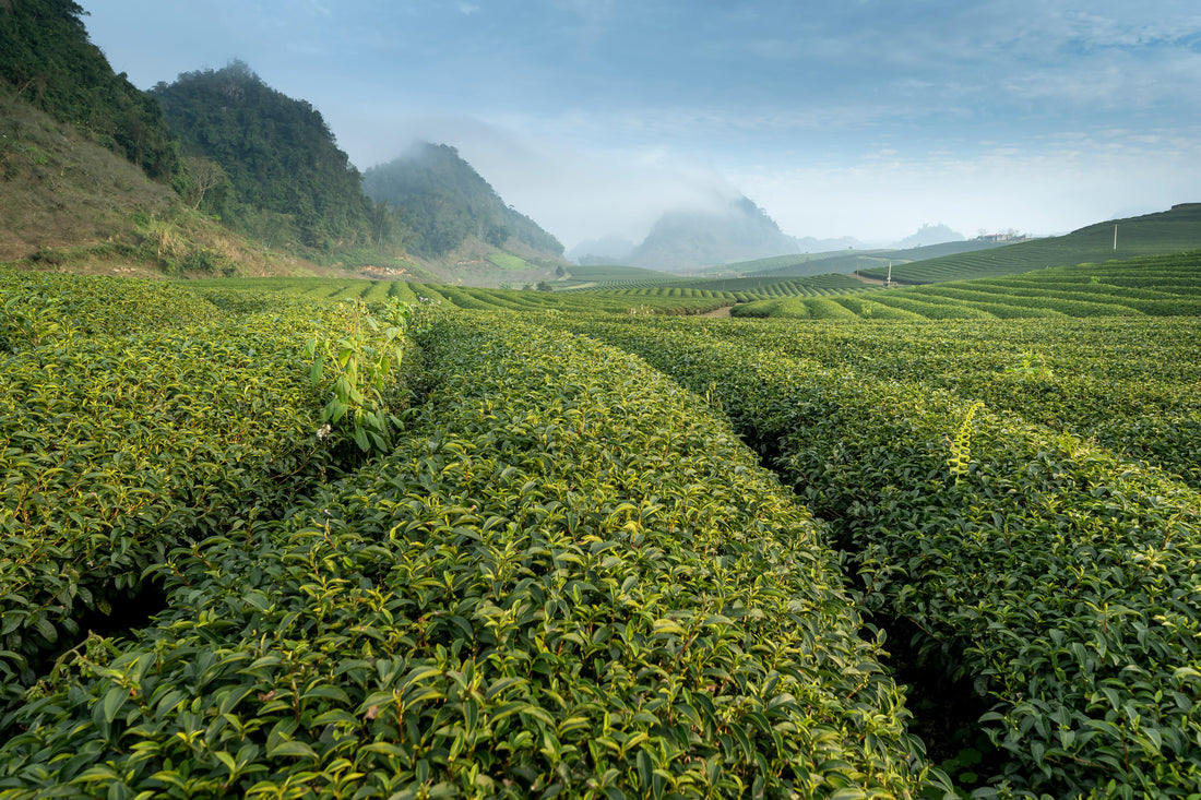 3-Year Aged Hojicha: A Deep Dive into Patient Perfection