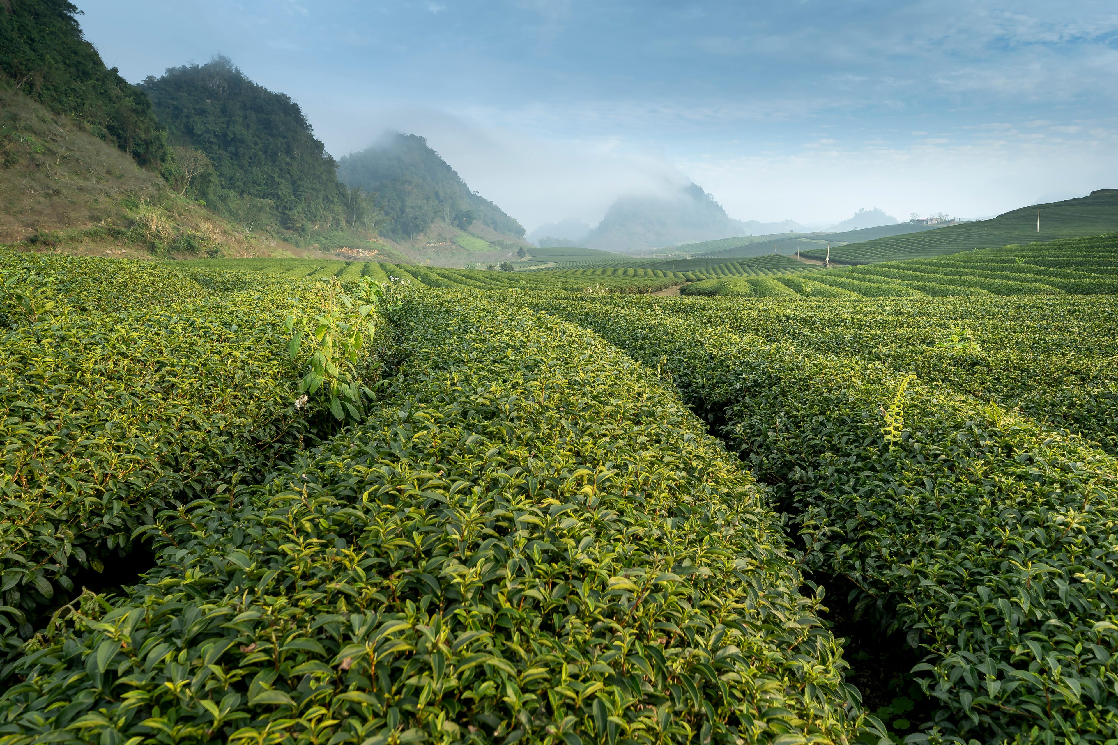3-Year Aged Hojicha: A Deep Dive into Patient Perfection